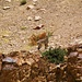 RARE Tibetan gazelle, close to extinction only 200 left in the wild. lucky lucky sighting !!