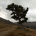 Dieser Baum steht nicht in Patagonien, sondern im Südtirol.