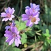 prächtige Blumen - Ende November;
Pyrenäen- oder Kleiner Storchschnabel
