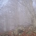 nebbie nel bosco