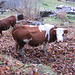 Vacche ai Monti di Cortoi.