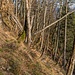 Abstieg im Wald auf dem Schleichweg