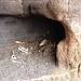 Cueva de la Cabra Muerta.