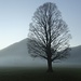 Winterlich kahler Baum im Morgennebel bei Geitau