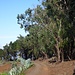 Eukalyptuswald.