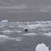 Una foca viene a trovarci