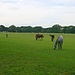 Grasende Ponies bei der Aldermoor Lodge.