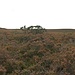 Die Hügel des Black Down ragen zwar nur 31 Meter hoch auf, wirken in der flachen Heide aber dennoch sehr auffällig.