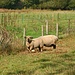 Schafe sind im New Forest eher selten anzutreffen. An der Mill Lane unweit von Brockenhurst sehen wir dennoch welche.