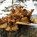 Eine Pilzorgie auf einem Baumstrunk