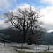 Diesen schönen Baum am Berggasthaus Scheidegg hatten wir mit Winterkleid [http://www.hikr.org/gallery/photo87529.html?post_id=9727#1 so] in Erinnerung