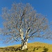 Wunderschöner alter Baum