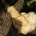 putziges Huhn