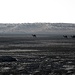 Camels in the steppe