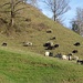 Hochlandrinder in Ohrüti