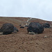 Teide-Eier (Huevos del Teide)