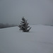 Christbaum im Schnee bei der Oberen Lauftegg