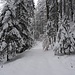 schönes Winterwandern im Althuswald