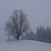 der markante Baum auf der "amtlichen", mit 1008 m angegebenen, Hornbachegg