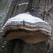 Un fungo su un tronco con il suo mantello di neve.