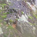 Muschi e licheni su una roccia.