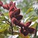 Aus diesen Pflanzen wird roter Farbstoff hergestellt, die Inkas nutzten sie zur Kriegsbemalung.