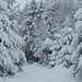 Bäume mit Schnee IV