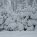 Bäume mit Schnee V