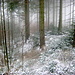Ein Hauch von Winterwald