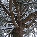 welch ein Baum-Astwerk ...