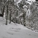 malerischer Anstieg im verschneiten Wald ...
