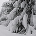 bereits liegen grössere Schneemengen auf den Tannästen ...