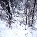 Kurze Traverse, mehrheitlich abrutschen. Dann folgt die Abfahrt über den Richtacher zum Strässchen hinunter ...