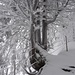 winterliche Napf-Wanderung 4 - kunstvolle Baumkombination ...
