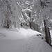 winterliche Napf-Wanderung 6 - märchenhafter Schlussanstieg ...
