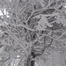 winterliche Napf-Wanderung 5 - ... mit filigranem Astwerk