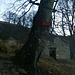 Alpe Pian di Runo a quota 1337 mt. ,sul tronco d'albero il cartello rosso ci indica la via da seguire.