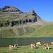 reinste Idylle: Kühe vor Bachsee, Reeti und Simelihorn