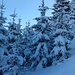 Durch den verschneiten Wald hinauf zur Bazoraalpe