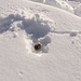 <b>Graditissimo l’incontro con un grazioso topino, probabilmente un’arvicola delle nevi (Chionomys nivalis), che per nulla intimorito saltellava tranquillo nella neve fresca.</b>