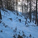 nel bosco sopra il rifugio