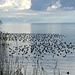 Ein paar von etwas über 200.000 Wasservögeln, die sich derzeit am See aufhalten sollen<br /><br />[http://www.bodensee-ornis.de/ Ornithologische Arbeitsgemeinschaft Bodensee]