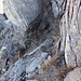 Akcuni passaggi su facili roccette sotto la cima del Bric Camulà