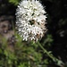 eine weiße Pyramidenorchis - Orchideenart
