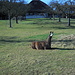 Eine Lama in grüner Wiese beim Kamelhof