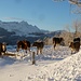 Winterspaziergang der behörnten Kühe
