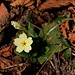 Erste Blüten dieses Jahres im Wald oberhalb Arogno: Stängellose Schlüsselblume (Primula vulgaris)