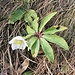 Helleborus niger L.<br />Ranuncuklaceae<br /><br />Rosa di Natale, Elleboro bianco.<br />Rose de Noel.<br />Christrose.