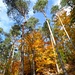 ...der Herbstwald erstrahlt plötzlich in den schönsten Farben!