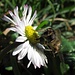 Warum blühen sie im Januar? Weil die Insekten auch Hunger haben!<br /><br />Perché fioriscono in gennaio? Perché anche gli insetti hanno fame!